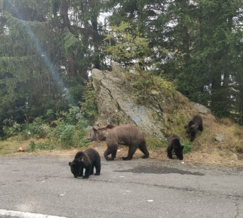 Transfăgărășan - Ρουμανία